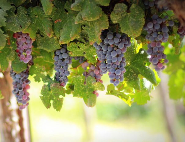 hanging-grapes